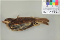 藏品(麻雀)的圖片